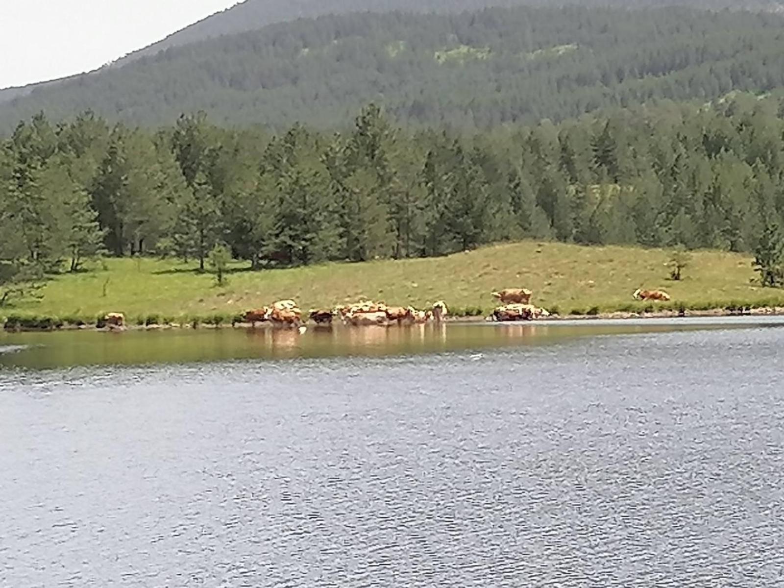 Apartments Dobra Vila Zlatibor Eksteriør billede